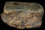 Hadrosaur (Edmontosaur) Toe Bone - South Dakota #129797-2